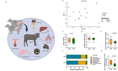 Whole-body microbiota of newborn calves and their response to prenatal vitamin and mineral supplementation